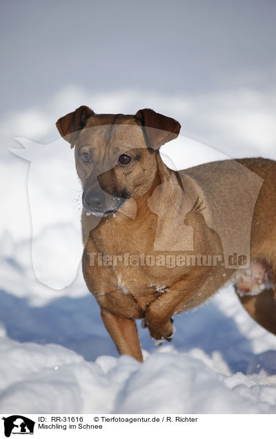 Mischling im Schnee / mongrel in snow / RR-31616