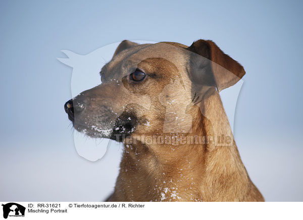 Mischling Portrait / mongrel portrait / RR-31621