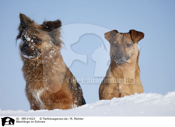 Mischlinge im Schnee / mongrels in snow / RR-31623