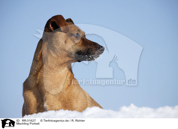 Mischling Portrait / mongrel portrait / RR-31627