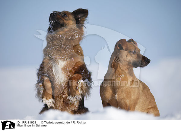 Mischlinge im Schnee / mongrels in snow / RR-31628