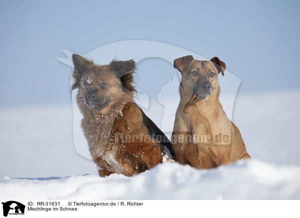 Mischlinge im Schnee / mongrels in snow / RR-31631