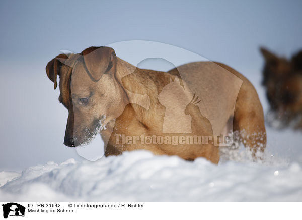 Mischling im Schnee / mongrel in snow / RR-31642