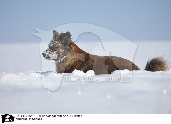 Mischling im Schnee / mongrel in snow / RR-31648