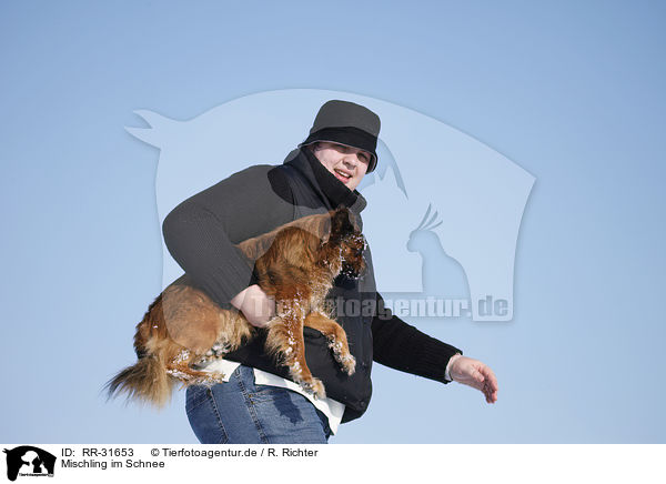 Mischling im Schnee / mongrel in snow / RR-31653