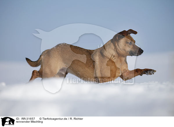 rennender Mischling / running Mongrel / RR-31657