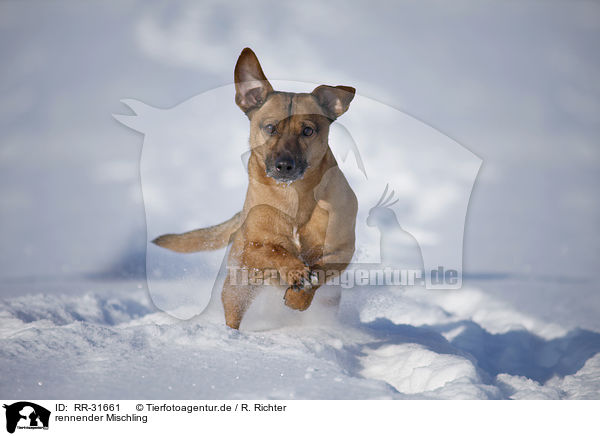 rennender Mischling / running Mongrel / RR-31661