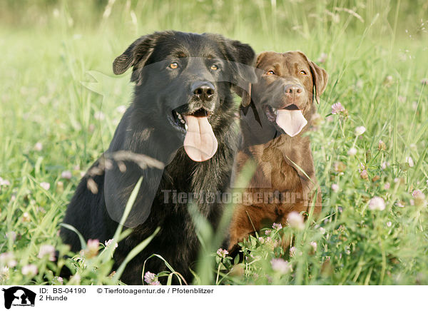 2 Hunde / 2 dogs / BS-04190