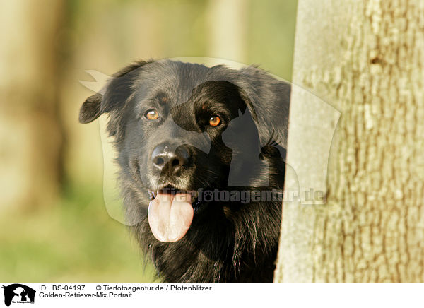 Golden-Retriever-Mix Portrait / mongrel portrait / BS-04197