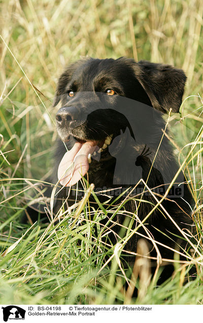 Golden-Retriever-Mix Portrait / mongrel portrait / BS-04198