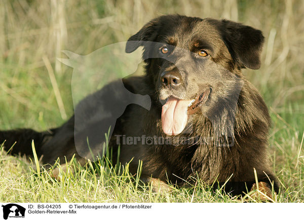 Golden-Retriever-Mix / mongrel / BS-04205