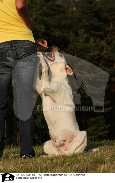 bettelnder Mischling / begging mongrel / DG-03148