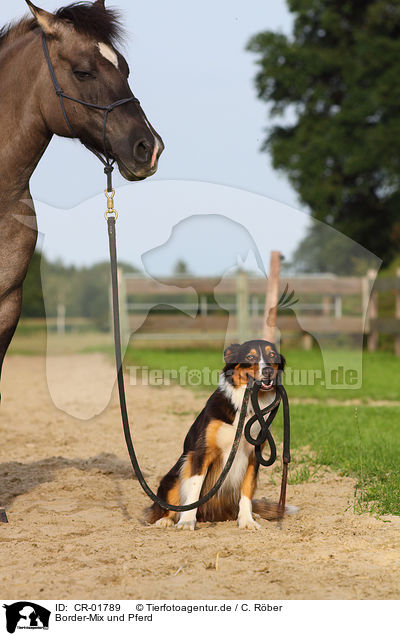 Border-Mix und Pferd / CR-01789