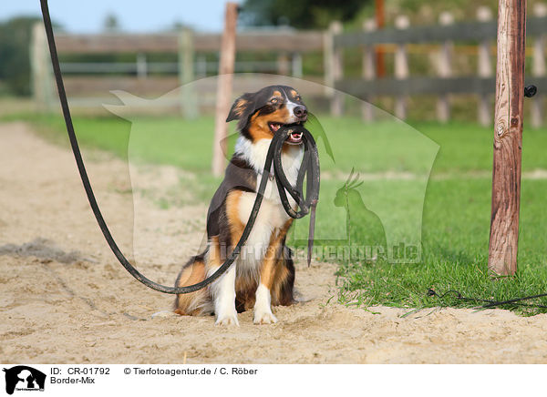 Border-Mix / Border Collie crossbreed / CR-01792