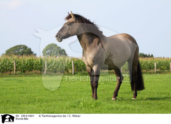 Konik-Mix / CR-01891