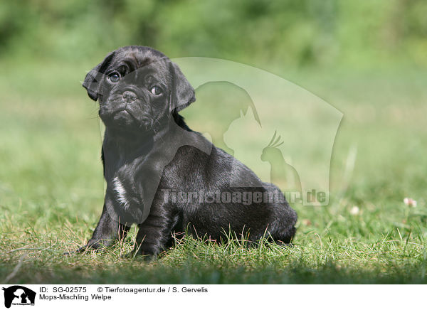 Mops-Mischling Welpe / mongrel puppy / SG-02575