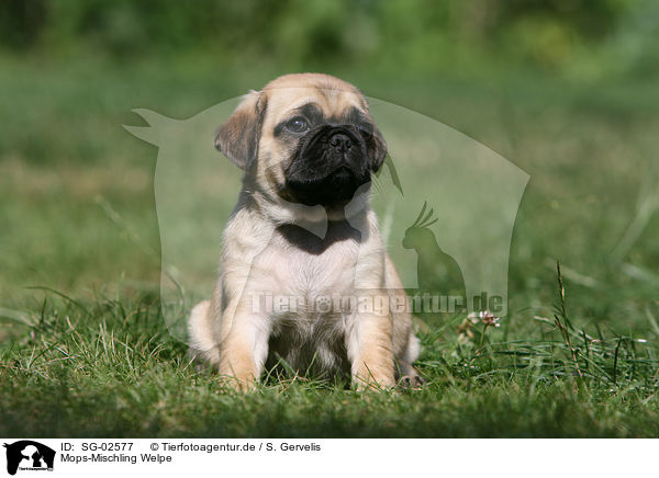 Mops-Mischling Welpe / SG-02577