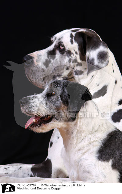 Mischling und Deutsche Dogge / mongrel and great dane / KL-05764