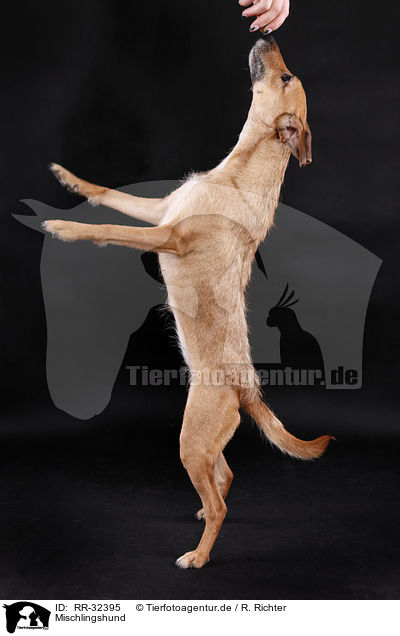 Mischlingshund / mongrel dog / RR-32395