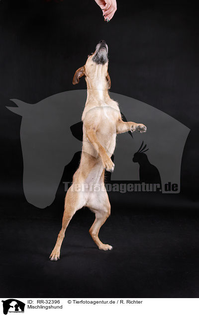 Mischlingshund / RR-32396