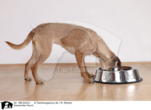 fressender Hund / eating dog / RR-32421