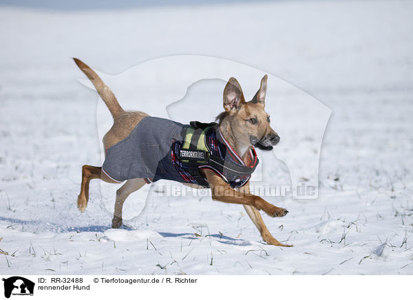 rennender Hund / running dog / RR-32488