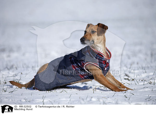 Mischling Hund / mongrel dog / RR-32502