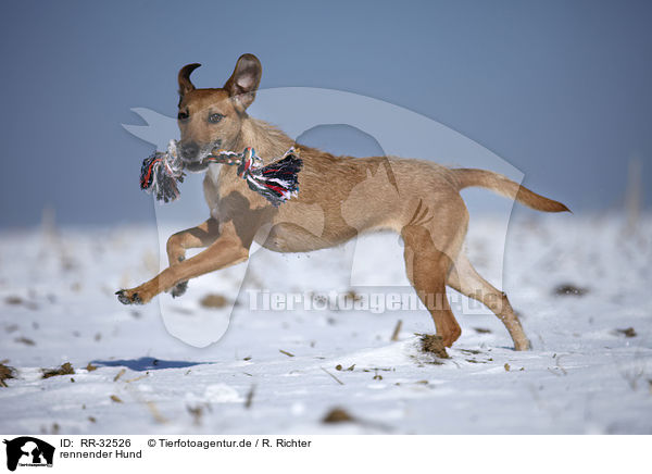 rennender Hund / running dog / RR-32526