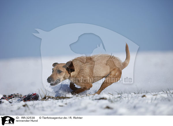 rennender Hund / running dog / RR-32538