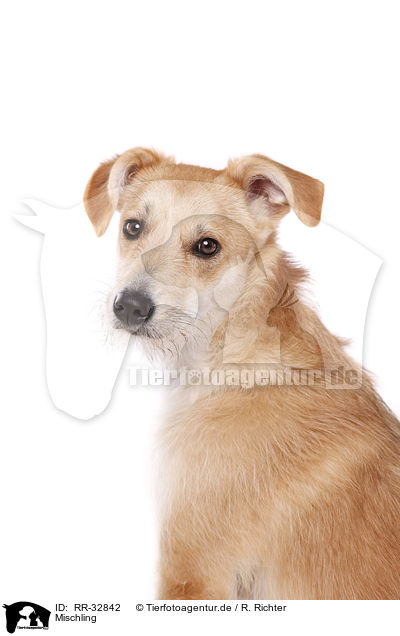 Mischling / RR-32842