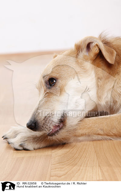 Hund knabbert an Kauknochen / dog gnawing bone / RR-32858