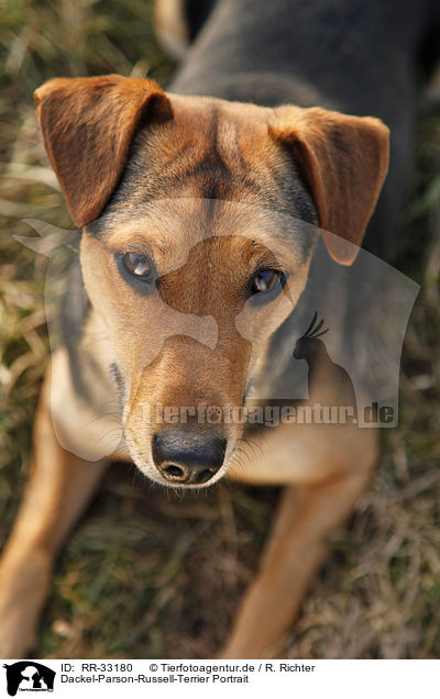 Dackel-Parson-Russell-Terrier Portrait / mongrel portrait / RR-33180