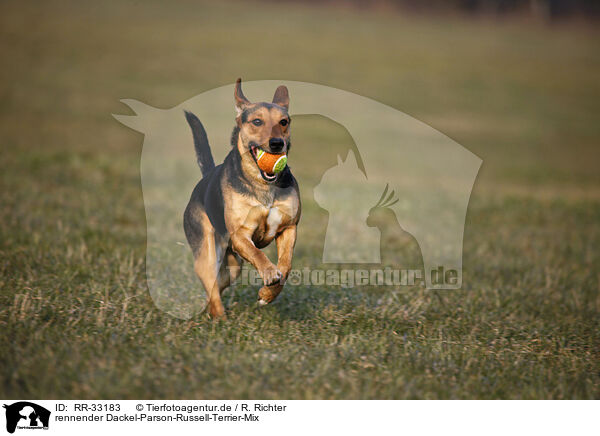rennender Dackel-Parson-Russell-Terrier-Mix / running mongrel / RR-33183