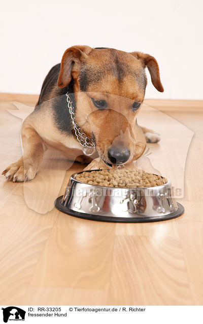fressender Hund / eating mongerel dog / RR-33205