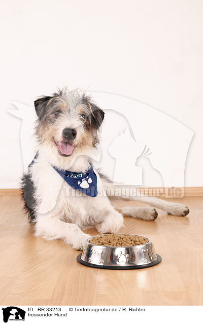 fressender Hund / eating mongerel dog / RR-33213