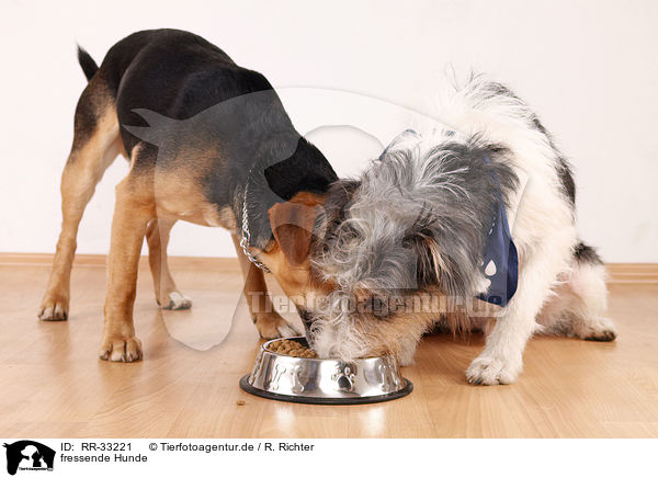 fressende Hunde / eating dogs / RR-33221
