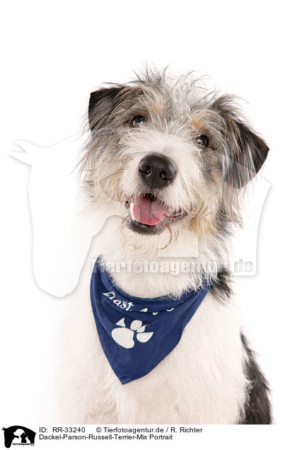 Dackel-Parson-Russell-Terrier-Mix Portrait / mongrel portrait / RR-33240