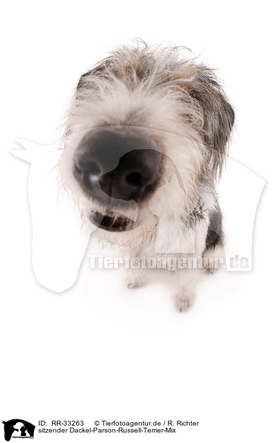 sitzender Dackel-Parson-Russell-Terrier-Mix / RR-33263