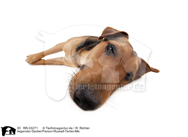 liegender Dackel-Parson-Russell-Terrier-Mix / RR-33271