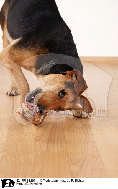 Hund frit Knochen / dog eats bone / RR-33290