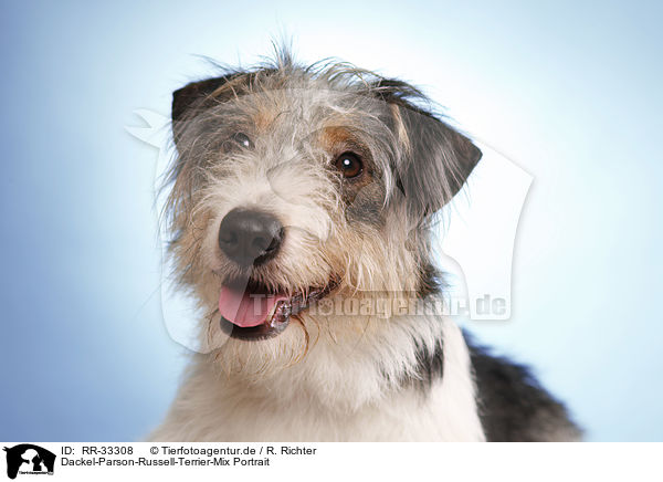 Dackel-Parson-Russell-Terrier-Mix Portrait / mongrel portrait / RR-33308