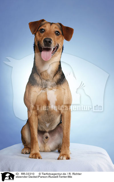 sitzender Dackel-Parson-Russell-Terrier-Mix / sitting mongrel / RR-33310