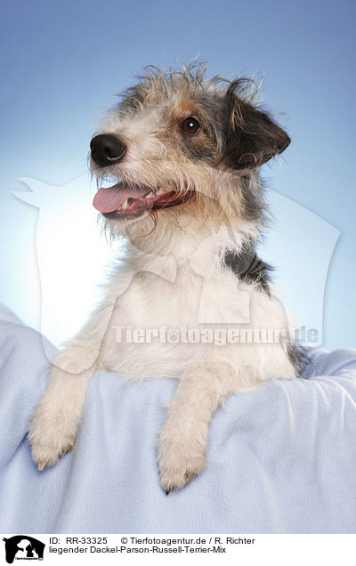 liegender Dackel-Parson-Russell-Terrier-Mix / lying mongrel / RR-33325
