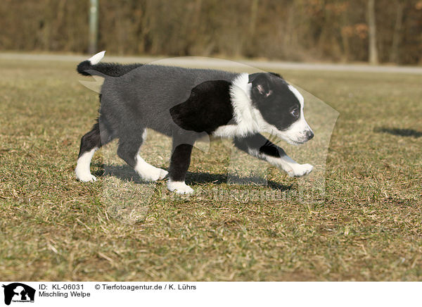 Mischling Welpe / mongrel puppy / KL-06031