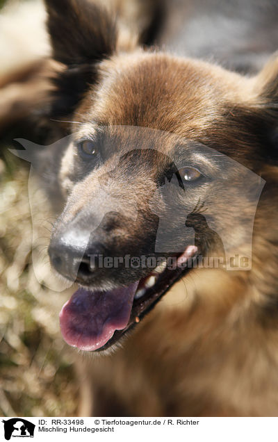Mischling Hundegesicht / mongrel dog face / RR-33498