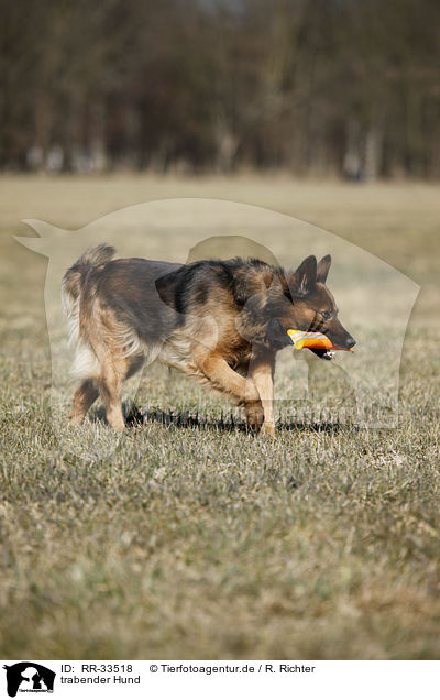 trabender Hund / trotting dog / RR-33518