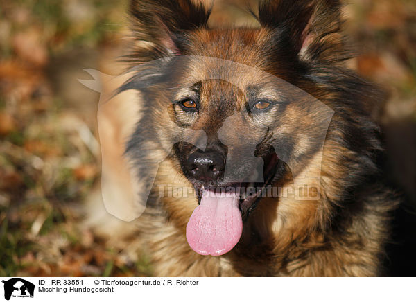 Mischling Hundegesicht / mongrel dog face / RR-33551