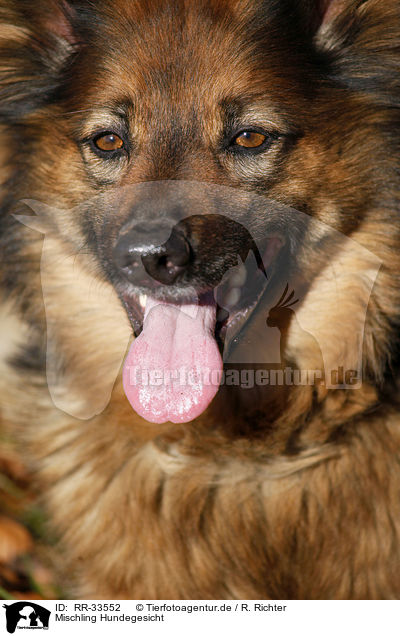 Mischling Hundegesicht / mongrel dog face / RR-33552