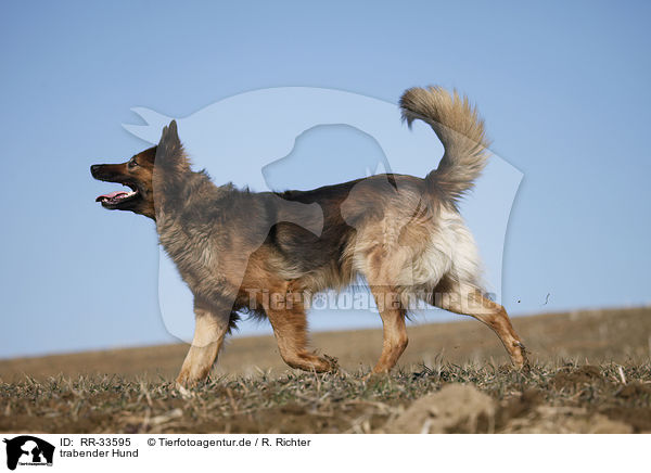 trabender Hund / trotting dog / RR-33595