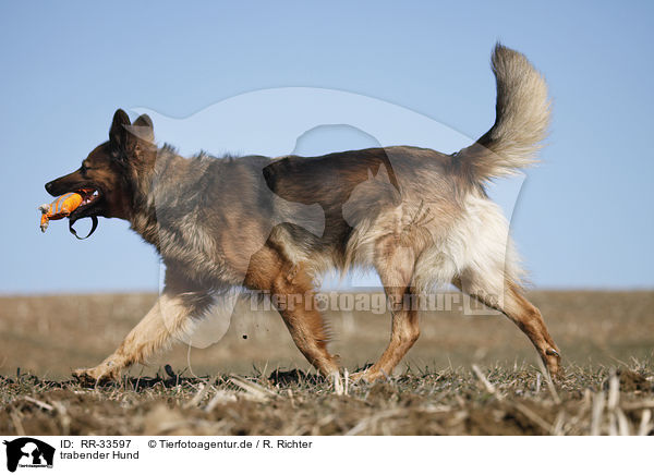 trabender Hund / trotting dog / RR-33597
